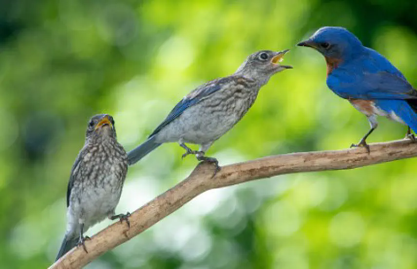 Bluebird Project Image