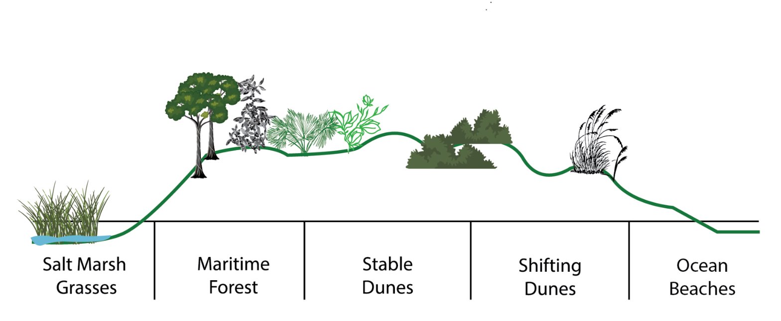 Ecosystem graphic